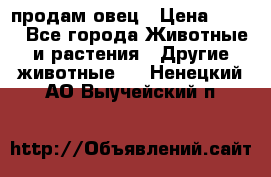  продам овец › Цена ­ 100 - Все города Животные и растения » Другие животные   . Ненецкий АО,Выучейский п.